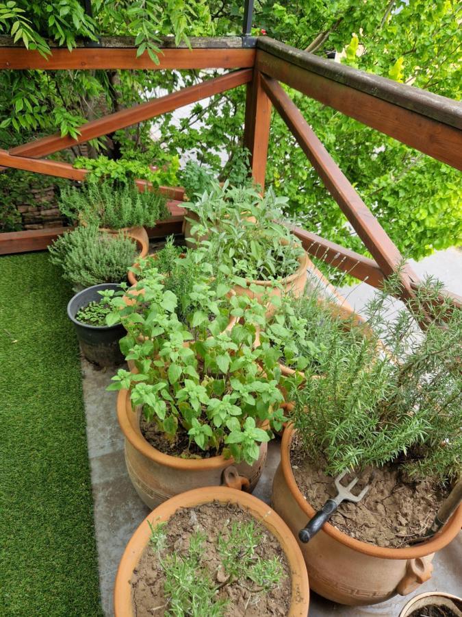 Balassi Apartment -With Green Terrace&Bike Štúrovo エクステリア 写真